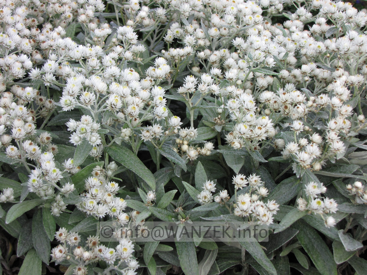 Anaphalis triplinervis Sommerschnee.JPG